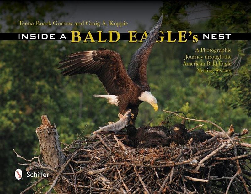 Inside a bald eagles nest - a photographic journey through the american bal