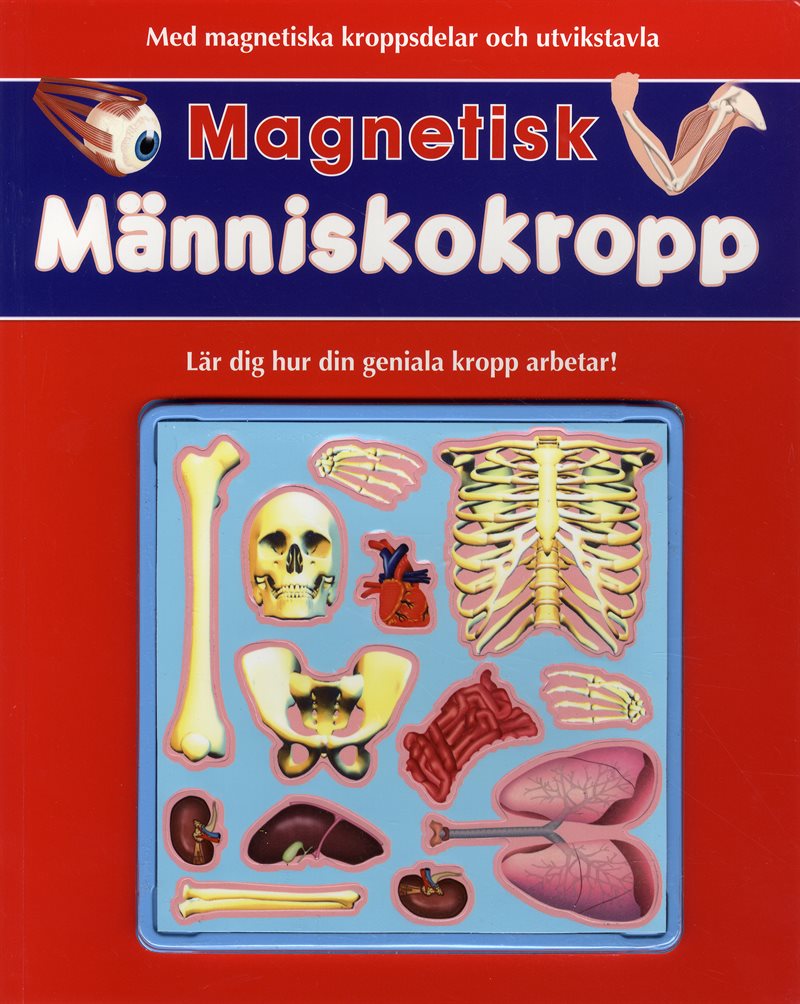 Magnetisk människokropp