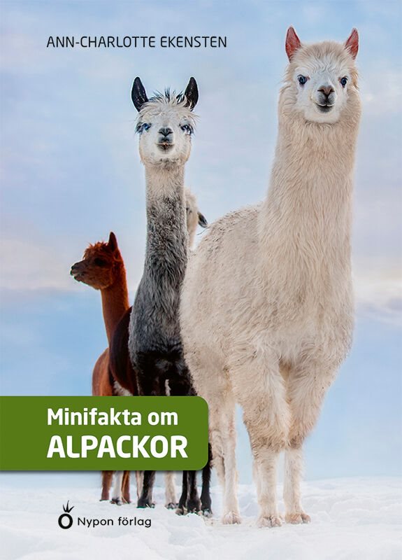 Minifakta om alpackor